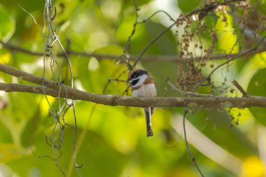 Siyah boğazlı Bushtit Küçük kuş tünedi