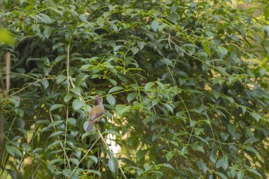 Tayvan kusması Tayvan 'a özgü bir kuş.