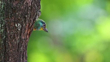 Tayvan levreği yavru tavuğu besliyor. 
