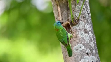 Taiwan barbet endemic bird from Taiwan making the nest