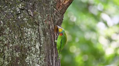 Taiwan barbet endemic bird from Taiwan cleaning the nest
