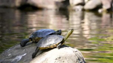 Turtle on the rock in the water pond