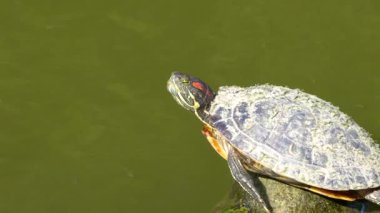 Turtle on the rock in the water pond