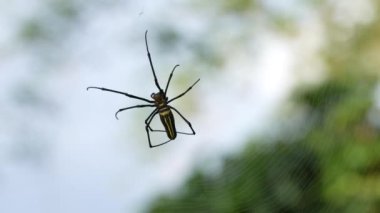 Dev ahşap örümcek web