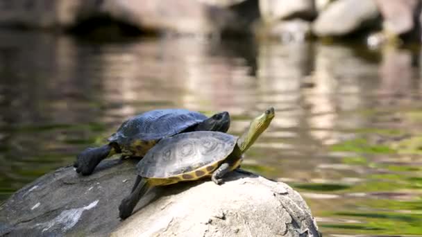 Turtle Rock Water Pond — Vídeos de Stock