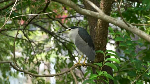 Black Crowned Night Heron Perched Tree — Stock video