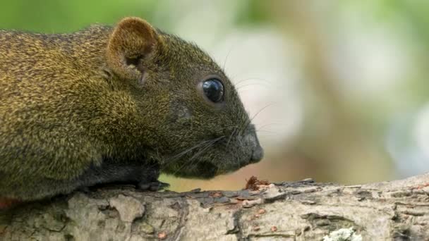 Red Bellied Tree Squirrel Park Sitting Close — Stok video