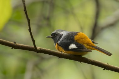 Daurian Redstart bird perched