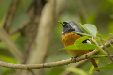 Daurian Redstart kuşu Tayvan ormanındaki bir dala tünedi.