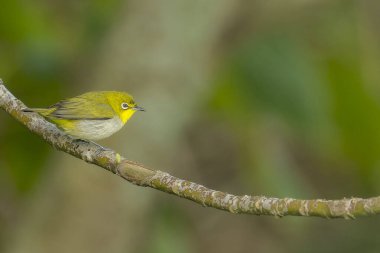 Japanese white-eye close-up of a bird in nature