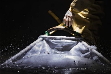 Tayvan 'da yılan balığı balıkçılığı yapan yılan balıkları.