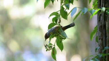 Tayvan kusan, Tayvan 'ın yerel kuşu.