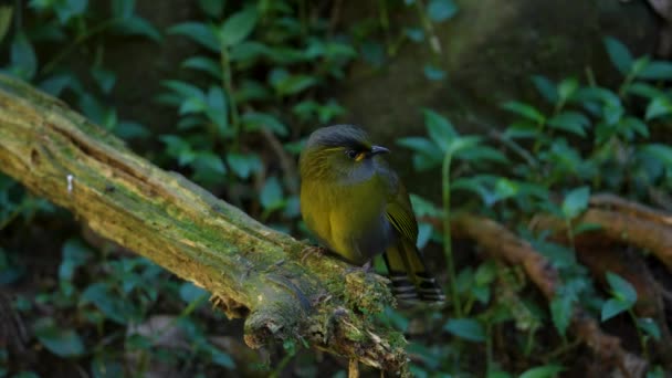 Liocichla Steere Uccello Endemico Taiwan — Video Stock