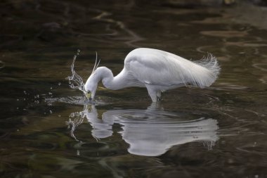 Büyük balıkçıl (Ardea alba) bir balığı yakalamak için gagasını hızla suya daldırır.