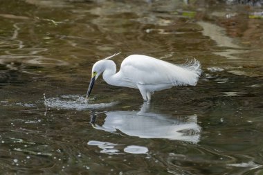 Büyük balıkçıl (Ardea alba) bir balığı yakalamak için gagasını hızla suya daldırır.