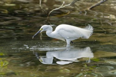 Büyük balıkçıl (Ardea alba) bir balığı yakalamak için gagasını hızla suya daldırır.