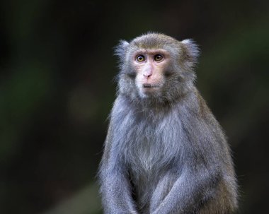 Formosan Rock Macaque, Macaca Cyclopis, Tayvan 'ın endemik türleri, bir maymun portresi.