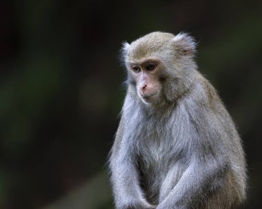 Formosan Rock Macaque, Macaca Cyclopis, Tayvan 'ın endemik türleri, bir maymun portresi.