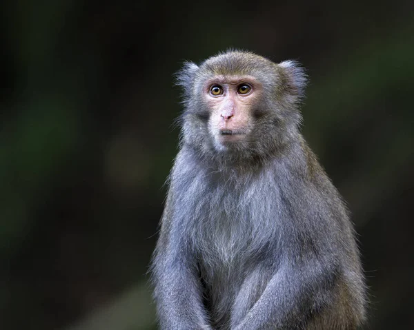 Formosan Rock Macaque, Macaca Cyclopis, Tayvan 'ın endemik türleri, bir maymun portresi.