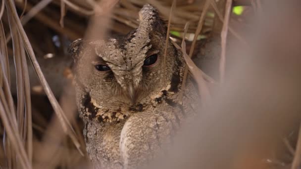 Burung Hantu Berkerah Otus Lettia Burung Hantu Duduk Sarang Bayi — Stok Video