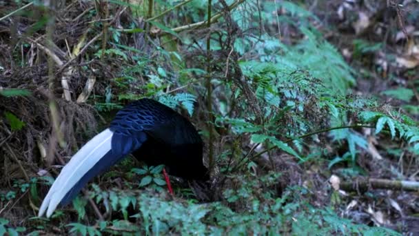 Swinhoe Fazant Lophura Swinhoii Endemische Vogel Van Taiwan Nale Fazant — Stockvideo