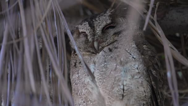フクロウ オタスレティア 巣に座っているフクロウ 巣にいるベビーフクロウ 台北のフクロウ — ストック動画