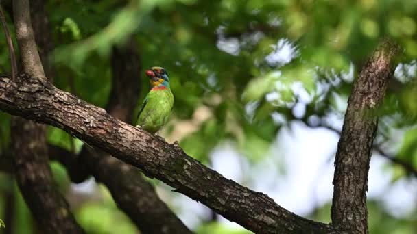 Tchaj Wan Barbet Psilopogon Nuchalis Endemický Taiwanský Pták Kojenecká Výživa — Stock video