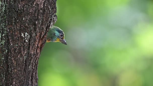 Taiwan Barbet Psilopogon Nuchalis Burung Endemik Taiwan Memberi Makan Bayi — Stok Video