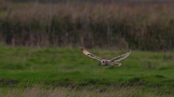 Short Eared Owl Asio Flammeus Owl Flight Slow Motion Belgium — Stock Video