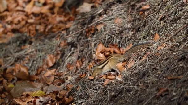 Σιβηριανός Σκίουρος Eutamias Sibiricus Σκίουρος Στο Πάρκο Belgium Τρώει Αργή — Αρχείο Βίντεο