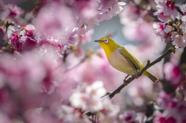 Warbling White-eye, Zosterops japonicus perched in a cherry blossom tree clipart