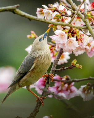Kestane kuyruklu Starling, Sturnia malabarica Taipei, Tayvan 'da kiraz ağacına tünemiş.