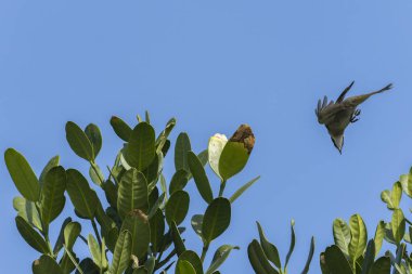 Bir böceği takip eden hafif havalandırmalı bülten uçuyor