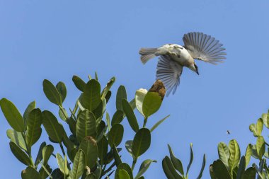 Bir böceği takip eden hafif havalandırmalı bülten uçuyor