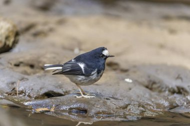 Tayvan 'da şelaleye yakın bir kayanın üzerinde duran küçük bir kuyruk kuyruğu.