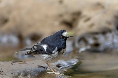 Tayvan 'da şelaleye yakın bir kayanın üzerinde duran küçük bir kuyruk kuyruğu.