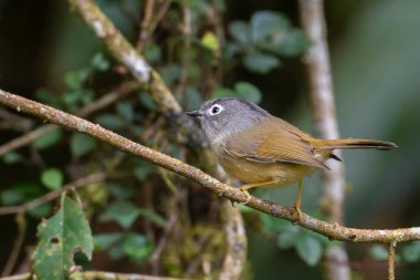 Morrison's Fulvetta, Alcippe morrisonia ,Grey-cheeked fulvetta, an endemic bird of Taiwan, a small bird perched in a tree clipart