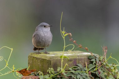 Tesisatçı su kızılanı, Phoenicurus fuliginosus, kuş yiyen, kuş tünemiş, kayadaki kuş, Tayvan dağları.