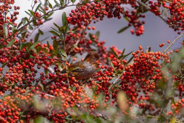 Tayvan havlayan kuşu ağaçta kırmızı meyve yiyor.