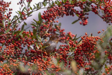 Tayvan havlayan kuşu ağaçta kırmızı meyve yiyor.