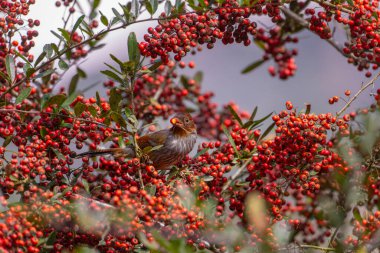 Tayvan havlayan kuşu ağaçta kırmızı meyve yiyor.