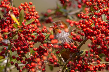 Tayvan havlayan kuşu ağaçta kırmızı meyve yiyor.