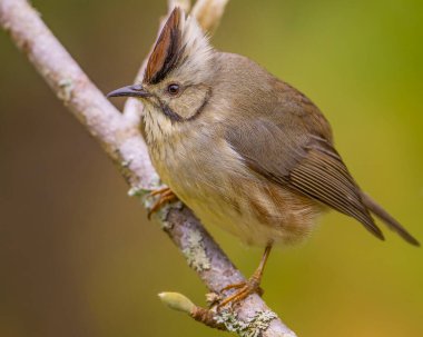 Tayvan Yuhina, Yuhina brunneiceps, Tayvanlı bir kuş, meyve yiyor, böcek yiyor, tünemiş