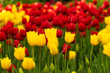 Renkli bahar lale tarlaları. Hollanda çok renkli kırmızı ve sarı renkli laleler 