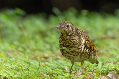 Pullu Thrush, Zoothera dauma, yerdeki kuş, çimlerdeki kuş, Tayvan ormanındaki kuş
