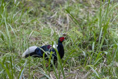 Swinhoe 'nun sülünü Lophura Swinhoii Tayvanlı, Tayvan ormanındaki erkek sülün.