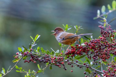 Tayvan havlayan kuşu ağaçta kırmızı meyve yiyor.