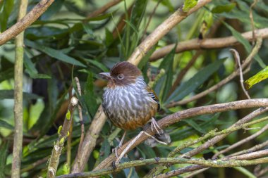 Tayvan havlayan kuşu ağaçta kırmızı meyve yiyor.