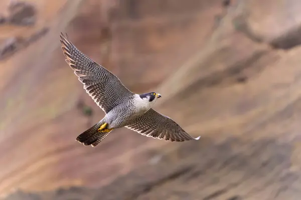 Peregrine Falcon Voo — Fotografia de Stock