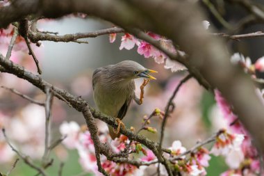 BIrd Tayvan 'da kiraz çiçeklerinden nektar yiyor.